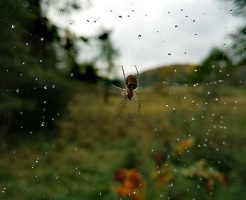 Close-up of spider on web against sky