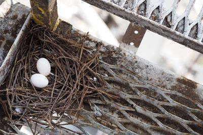 High angle view of bird in nest