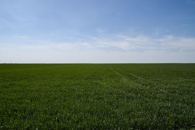 Scenic view of field against sky