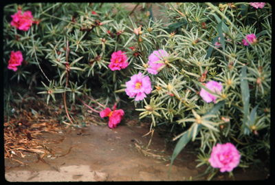 Close-up of pink flowers