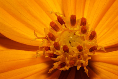 Close-up of yellow flower pollen