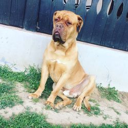 High angle portrait of dog sitting on grass