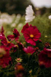 Close-up of pink flowering plant