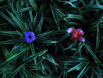 Close-up of purple flowering plants