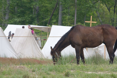 Brown horse eating grass at an reenactment with tents
