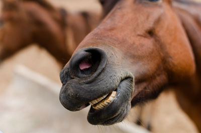 Little horse at a small zoo in a thai temple samut songkhram province