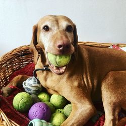 Portrait of dog sitting on basket at home