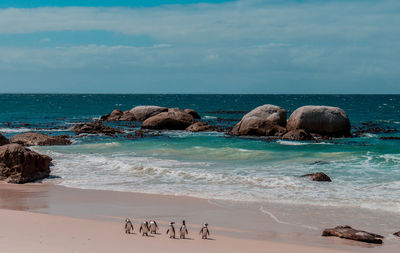 High angle view of penguins at beach