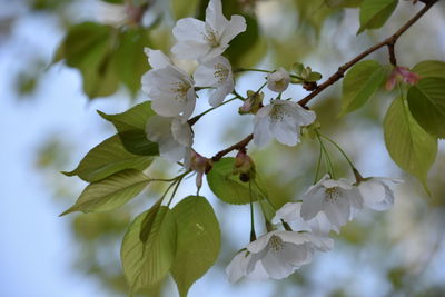 Close-up of fresh white cherry blossoms in spring