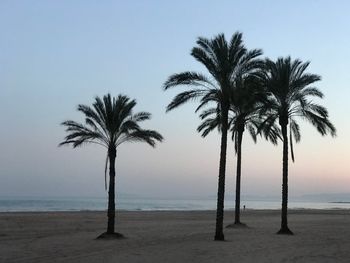 Palm trees on beach against clear sky