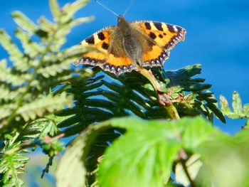 Close-up of butterfly on plant