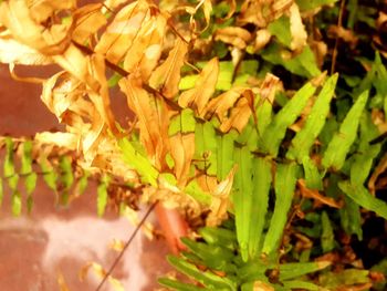Full frame shot of leaves