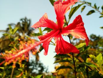 Close-up of red hibiscus flower