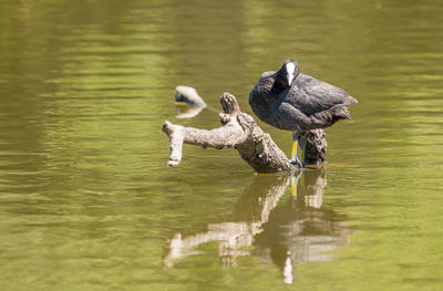 Ducks swimming in lake