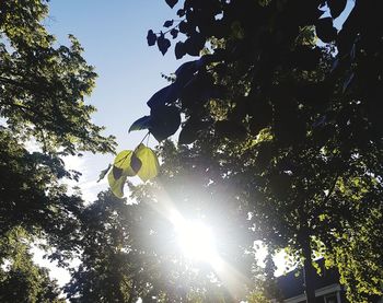 Low angle view of tree against sky