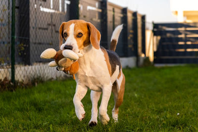 A picture of a fast beagle hound running on grass fetching a dog toy. canine theme