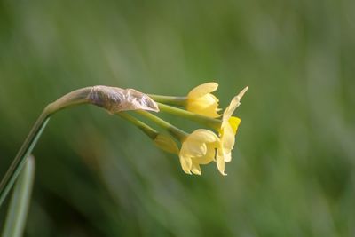 Close-up of yellow flowering plant