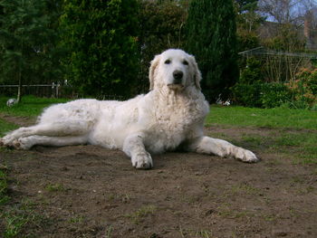 Portrait of white dog sitting on field