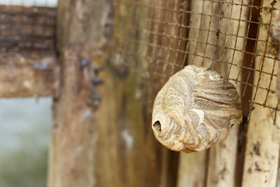 Close-up of turtle on tree trunk