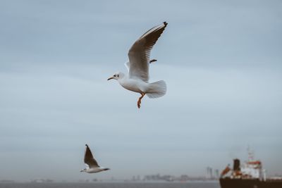 Low angle view of seagulls flying against the sky