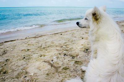 White hairy dog looking at sea