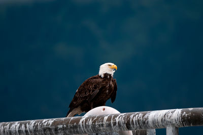 Close-up of eagle perching on railing