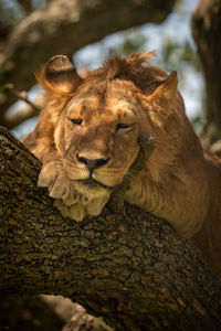 Male lion lies in tree staring down