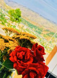 Close-up of red flowering plant against sky