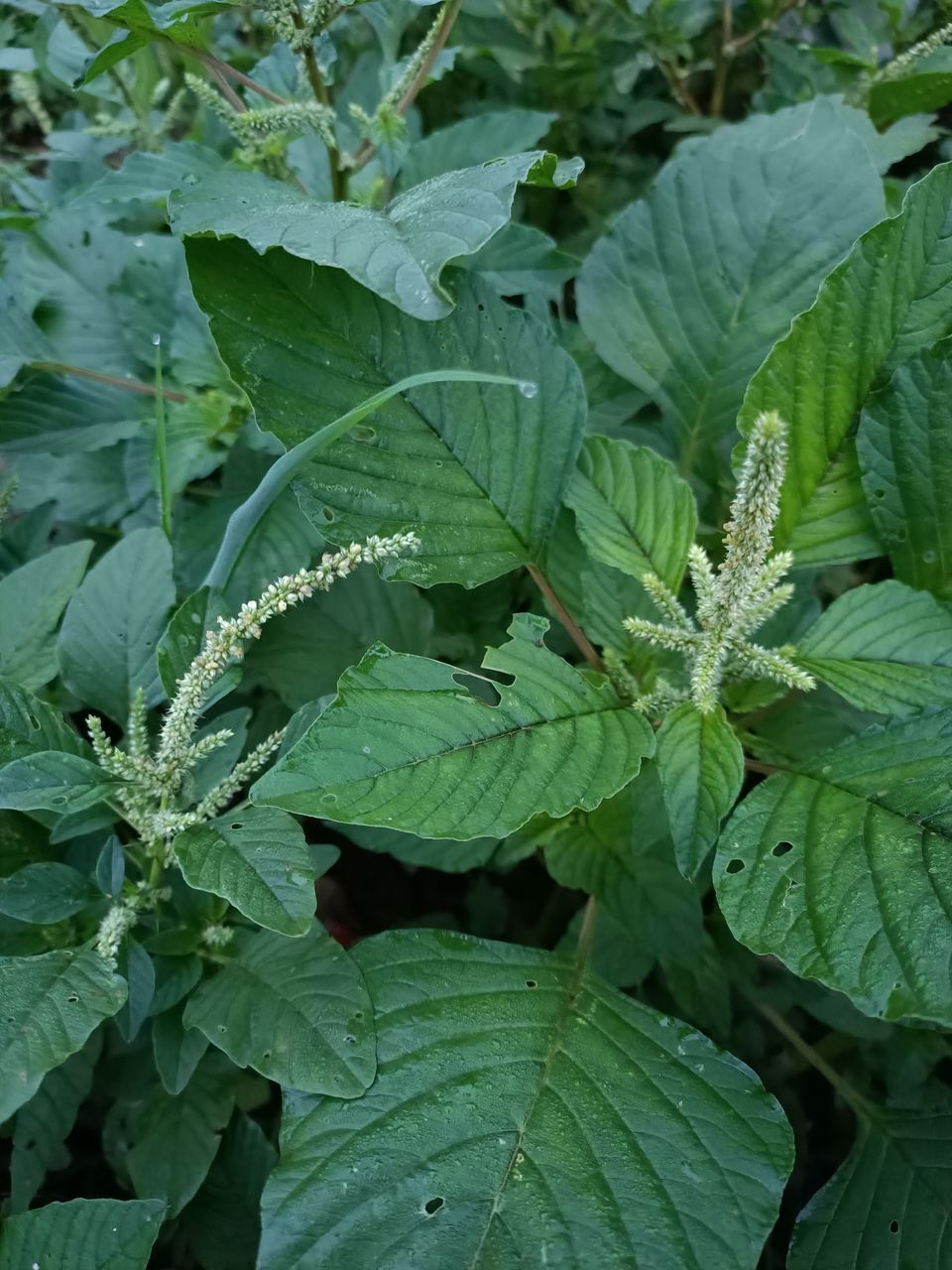 HIGH ANGLE VIEW OF LEAVES