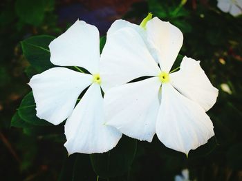 Close-up of white flower