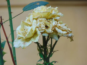 Close-up of flowers against blurred background