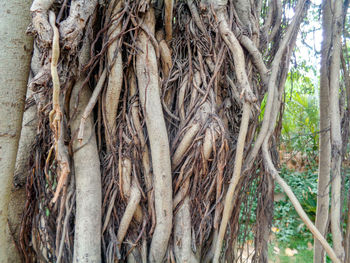 Low angle view of trees in forest