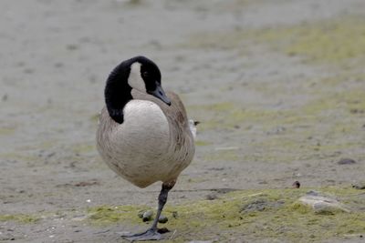 Close-up of duck on sand