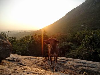 Dog standing on mountain against clear sky during sunrise