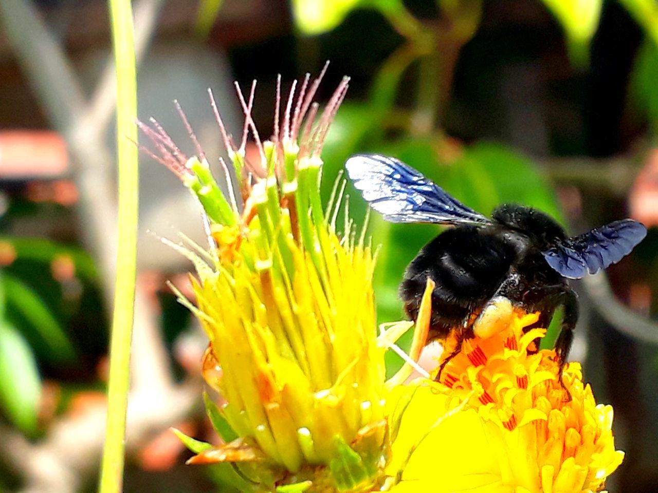 CLOSE-UP OF INSECT ON FLOWER