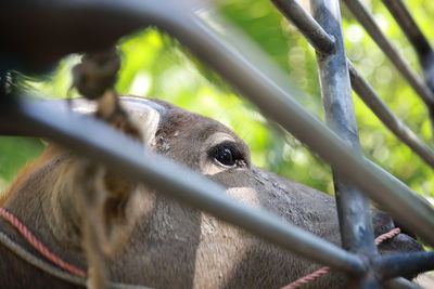 Close-up of an animal pen