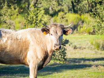 Portrait of a horse on field