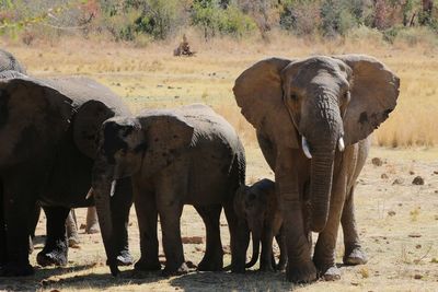 Elephant standing in a field