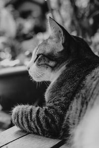 Close-up of a cat looking away