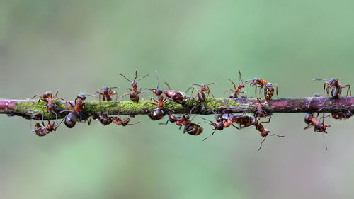 Close-up of ants on mossy stem