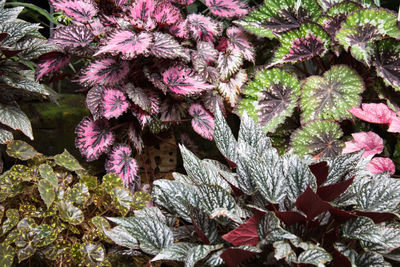 High angle view of pink flowering plant