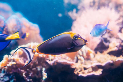 Fish swimming in aquarium