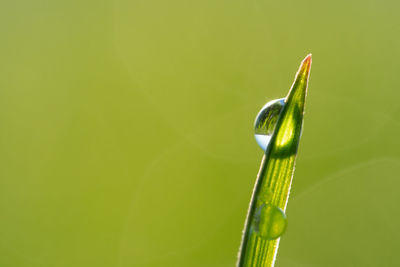 Close-up of dew on green leaf