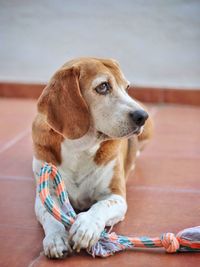 Dog looking away while sitting on floor