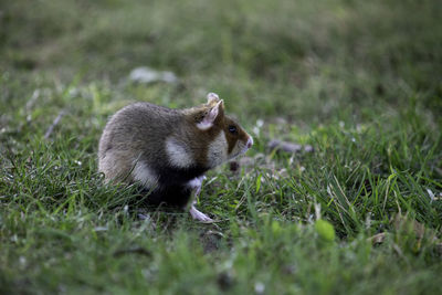 Squirrel on grassy field