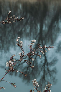 Close-up of flowering plant against tree