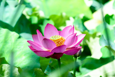 Close-up of pink water lily