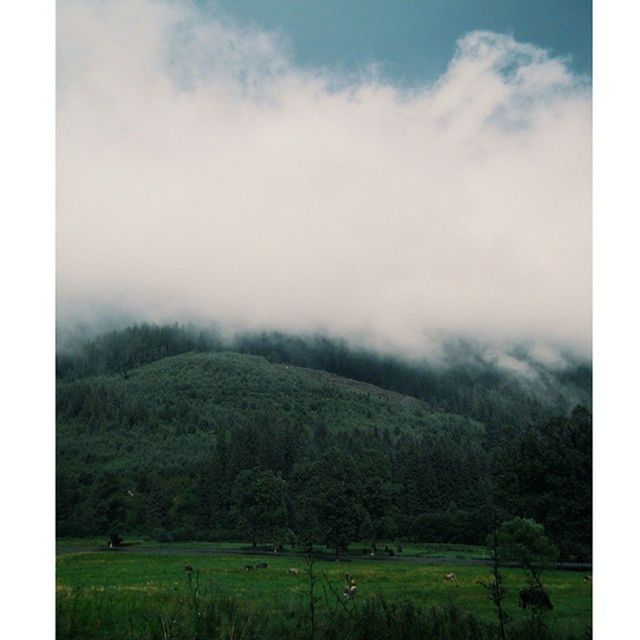 landscape, tranquil scene, tranquility, scenics, green color, sky, beauty in nature, grass, field, tree, nature, growth, mountain, transfer print, non-urban scene, grassy, cloud - sky, rural scene, weather, idyllic