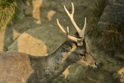 Close-up of deer on field