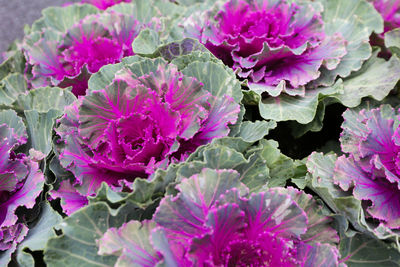 Close-up of purple flowers